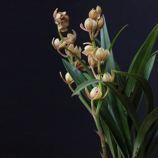  「花期5-11月」“兰花之乡”翁源出品 精品建兰（带盆发货） 富山奇蝶/宝岛仙女/绿鸟嘴/金荷/马尾爪 商品图4