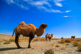 骆驼15天不吃不喝秘诀在哪？