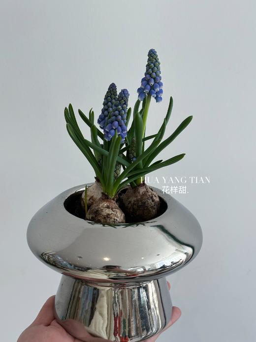  葡萄风信子盆栽（每盆形态不同，介意慎拍） 商品图1