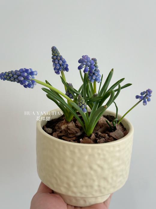  葡萄风信子盆栽（每盆形态不同，介意慎拍） 商品图3