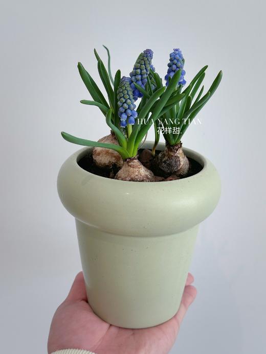  葡萄风信子盆栽（每盆形态不同，介意慎拍） 商品图2