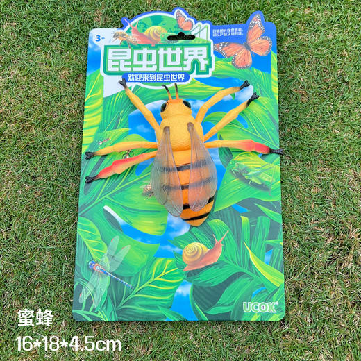 昆虫世界模型 商品图4