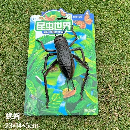 昆虫世界模型 商品图6