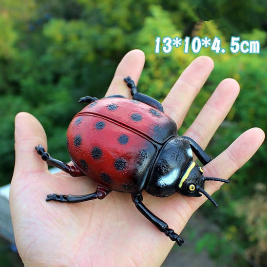 昆虫世界模型 商品图2