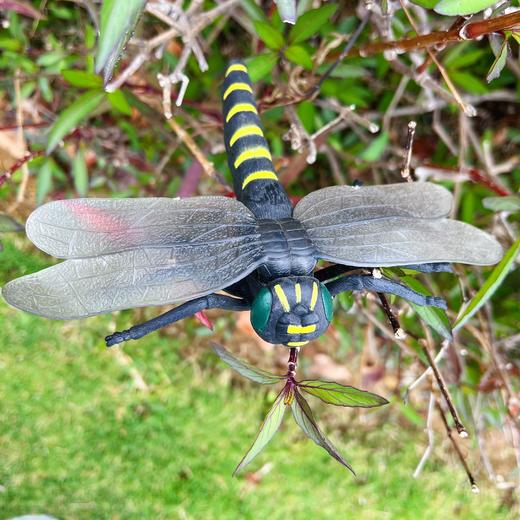 昆虫世界模型 商品图8