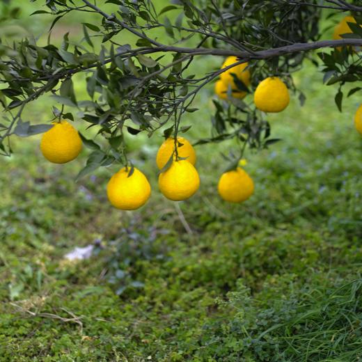 【蒲江柠檬丑柑不知火】柠檬的香，柑橘的甜，独特的脆爽口感，都在这一口生态柑橘里了 商品图4