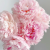 芍药丨沙拉粉 商品缩略图3