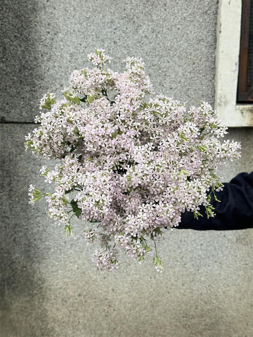 粉钻草花小众花材10支 商品图1