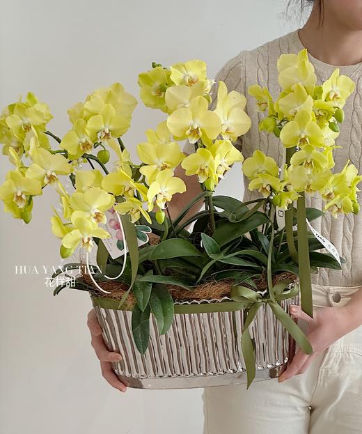 星月神话 蝴蝶兰盆栽（每盆形态不同，介意慎拍） 商品图2