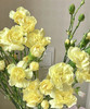 【稀有系列】多丁康乃馨~黄色 约20枝/扎 商品缩略图1
