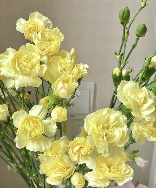 【稀有系列】多丁康乃馨~黄色 约20枝/扎 商品图1