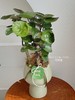 钱兜盆栽（每盆形态不同，介意慎拍） 商品缩略图1