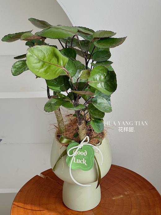 钱兜盆栽（每盆形态不同，介意慎拍） 商品图1