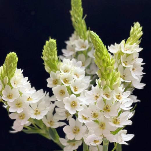 圣心百合丨5支 商品图2