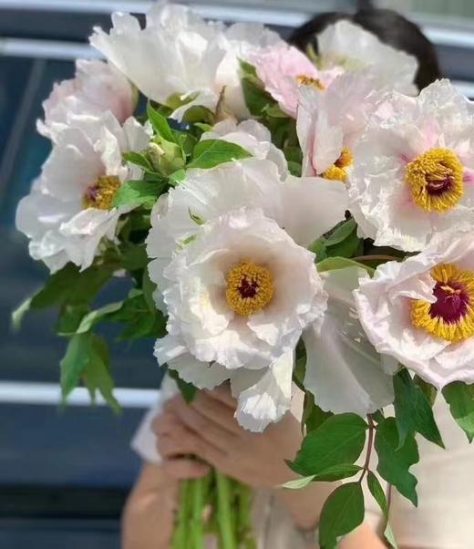 【AN】自带仙气的油牡丹 商品图0