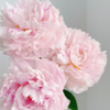 芍药丨沙拉粉 商品缩略图2