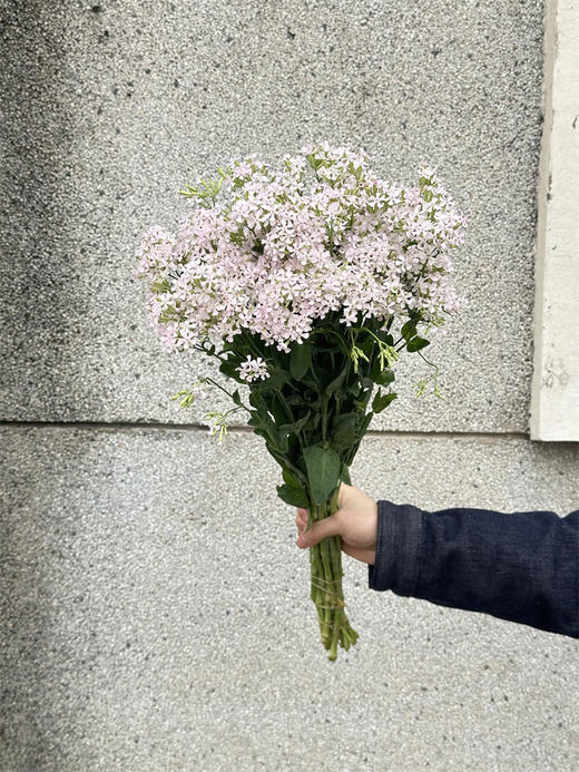 粉钻草花小众花材10支 商品图3