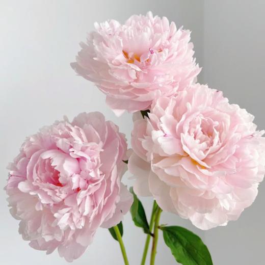 芍药丨沙拉粉 商品图0