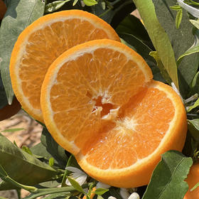 雲端•甜沃柑，一口爆汁，清香扑鼻、果肉细腻化渣