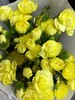【稀有系列】多丁康乃馨~黄色 约20枝/扎 商品缩略图4