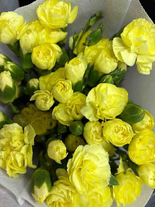 【稀有系列】多丁康乃馨~黄色 约20枝/扎 商品图4