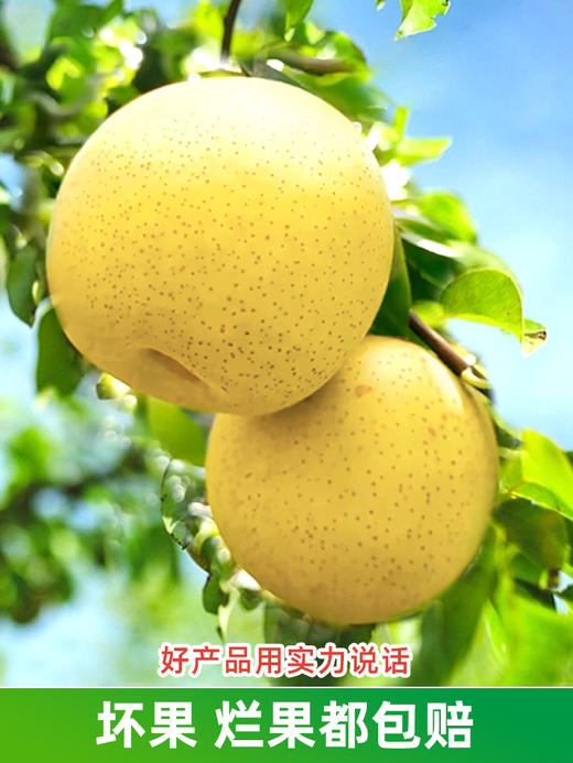 【安徽·砀山】皇冠梨 新鲜当季孕妇水果翠冠梨雪梨水晶梨 9斤整箱包邮 商品图4