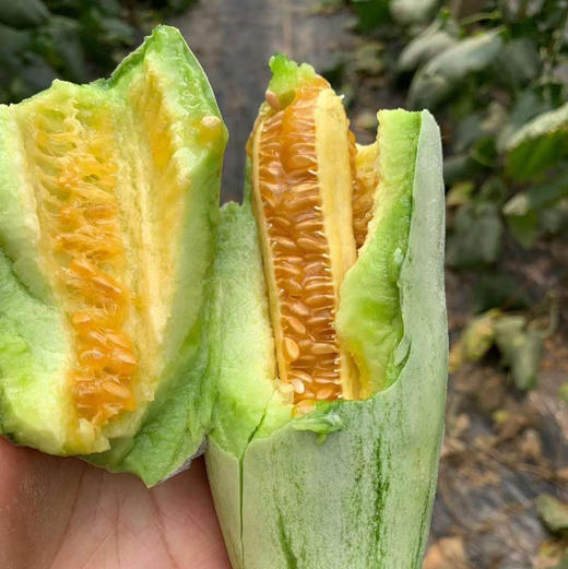 博洋酥7甜瓜顺丰/京东快递包邮下单从山东发货 商品图5