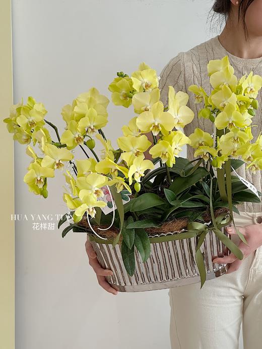 星月神话 蝴蝶兰盆栽（每盆形态不同，介意慎拍） 商品图3