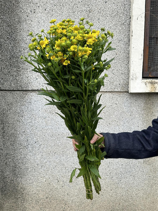 精品花材油画小菊10支 商品图6