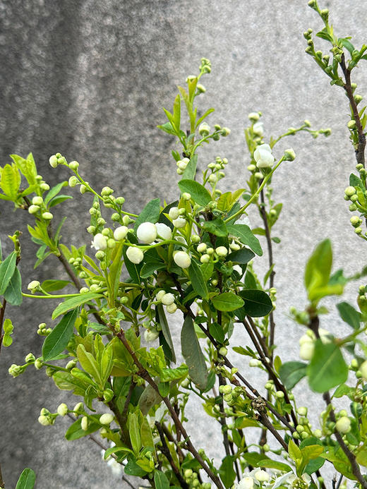 白娟梅鲜切花1扎新品 商品图1