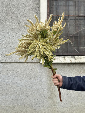 山里白草花一扎