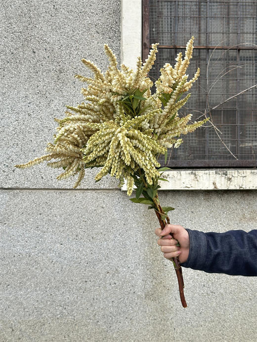 山里白草花一扎 商品图0