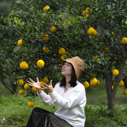 【蒲江柠檬丑柑不知火】柠檬的香，柑橘的甜，独特的脆爽口感，都在这一口生态柑橘里了 商品图2