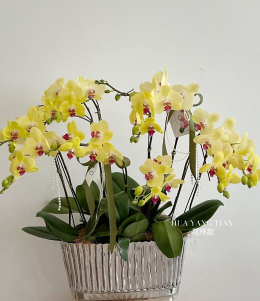 夏日青柠 蝴蝶兰盆栽（每盆形态不同，介意慎拍） 商品图0