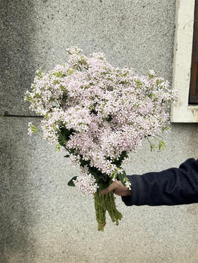 粉钻草花小众花材10支