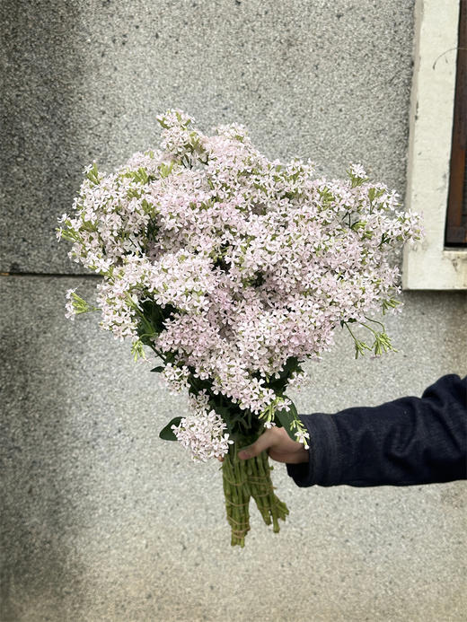 粉钻草花小众花材10支 商品图0