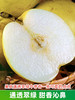 【安徽·砀山】皇冠梨 新鲜当季孕妇水果翠冠梨雪梨水晶梨 9斤整箱包邮 商品缩略图3