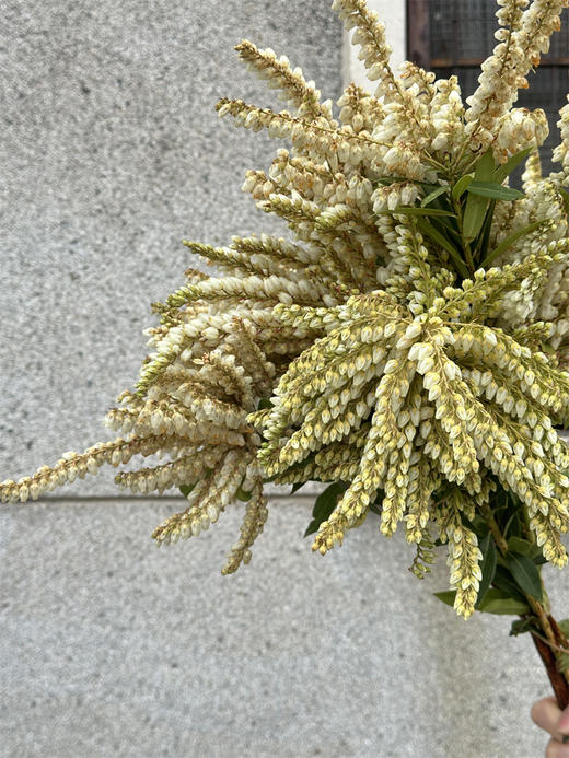 山里白草花一扎 商品图3