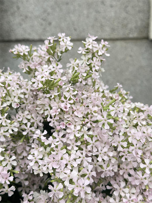 粉钻草花小众花材10支 商品图5