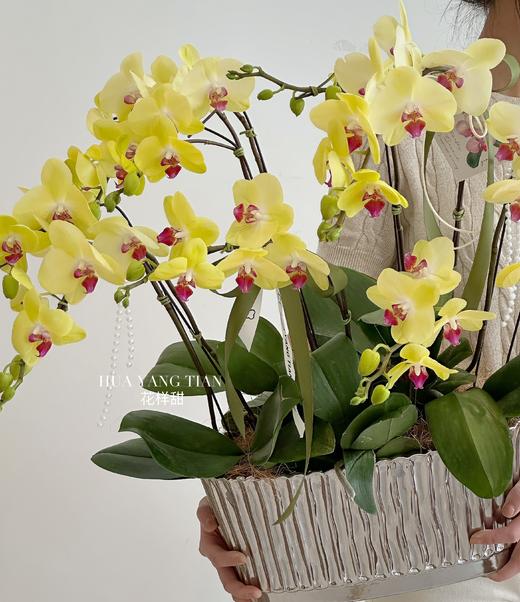 夏日青柠 蝴蝶兰盆栽（每盆形态不同，介意慎拍） 商品图3