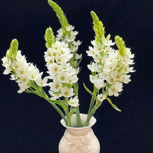 圣心百合丨5支 商品图0