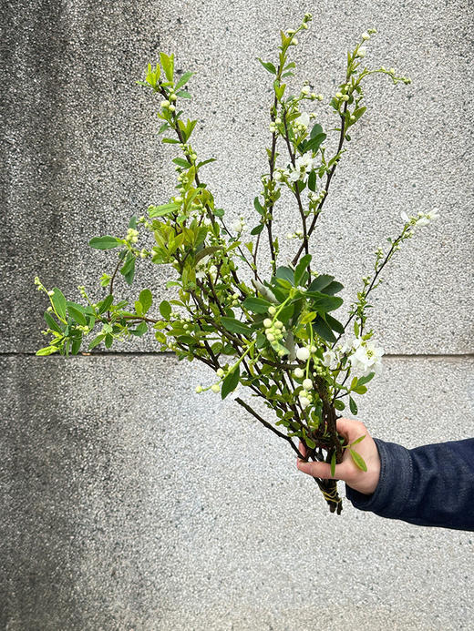 白娟梅鲜切花1扎新品 商品图3