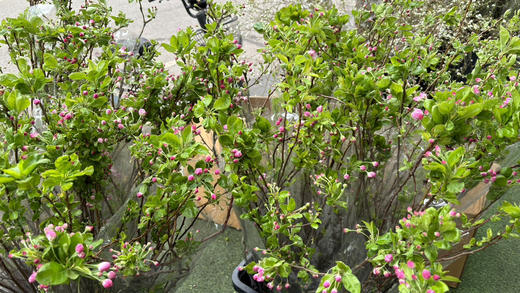 【春天气息】垂丝海棠花（粉色）约3枝/多分叉 约1米 商品图4