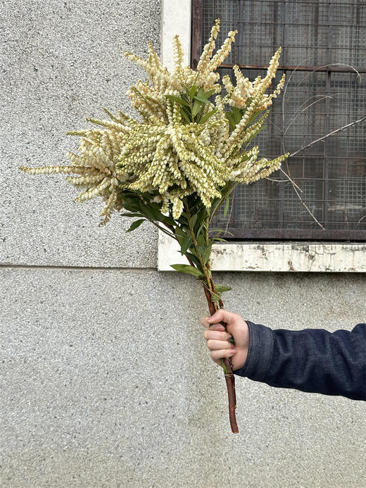 山里白草花一扎 商品图2