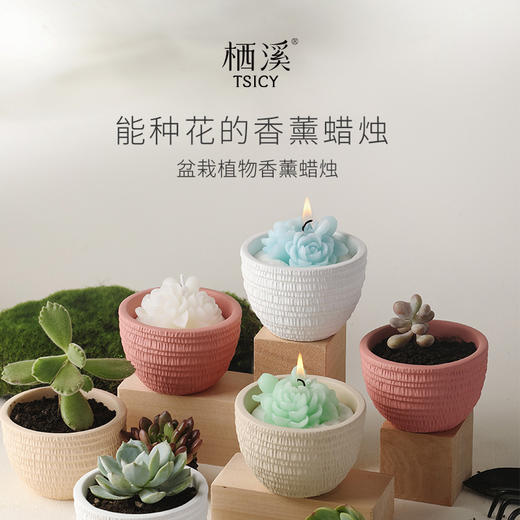 栖溪盆栽植物香薰蜡烛 雪浸山茶/仙客茉茶/山野栀茶 能种花的蜡烛 商品图0