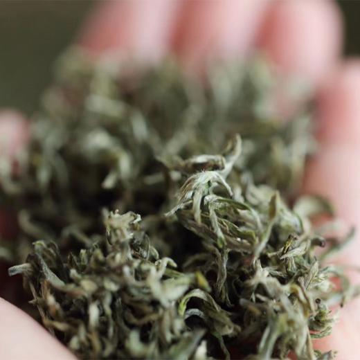 【2026年春茶-手工蒙顶甘露！一茶难求！魏久淞亲制】毛伟人同款 五代非遗传承 手工炭烘温性绿茶 温而阻疾 商品图0