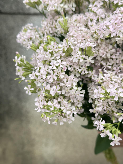 粉钻草花小众花材10支 商品图4