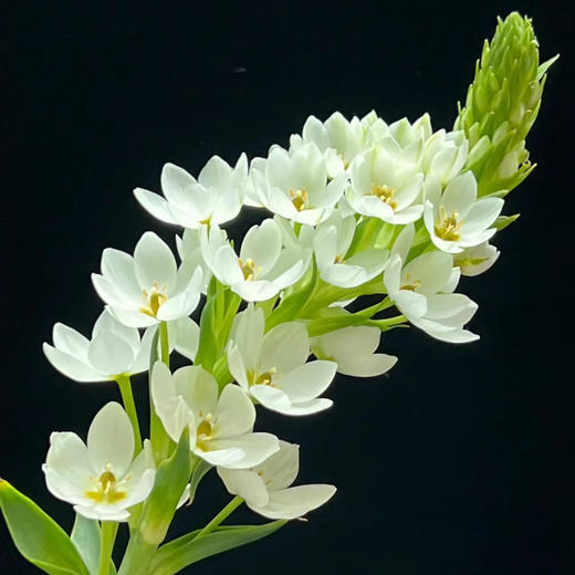 圣心百合丨5支 商品图3