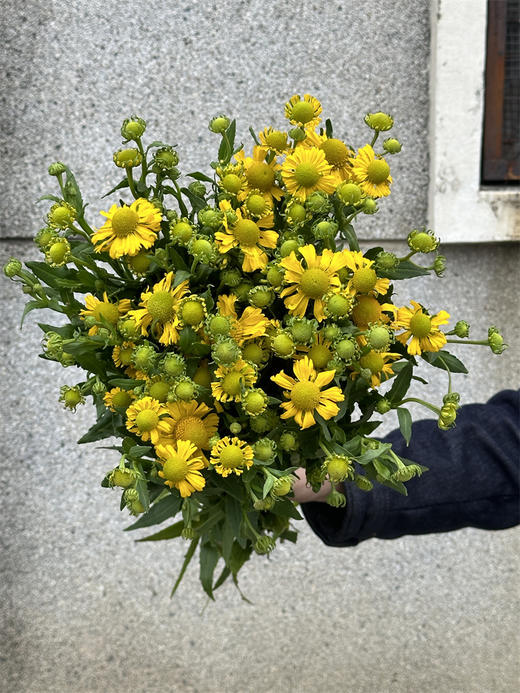 精品花材油画小菊10支 商品图4