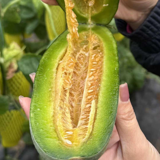 博洋酥7甜瓜顺丰/京东快递包邮下单从山东发货 商品图1